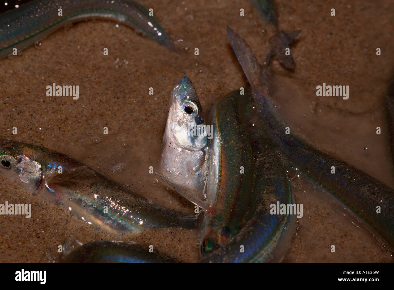 Leuresthes tenuis hi-res stock photography and images - Alamy