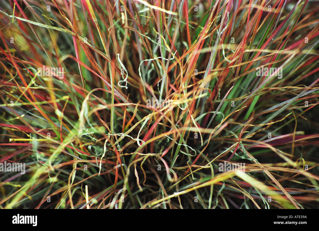 tufts of multicoloured native grasses Canberra Australia 3263 Stock Photo Alamy