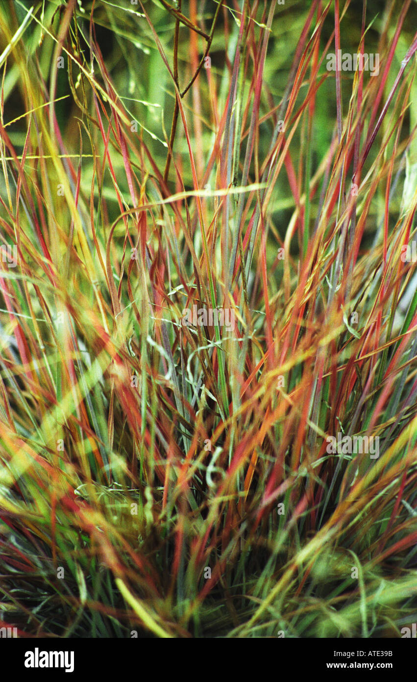 tufts of multicoloured native grasses Canberra Australia 3264 Stock Photo Alamy
