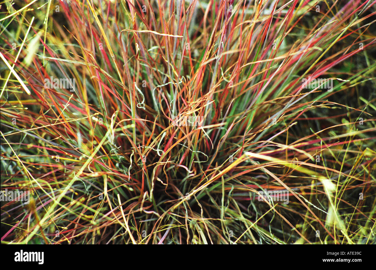 tufts of multicoloured native grasses Canberra Australia 3265 Stock Photo