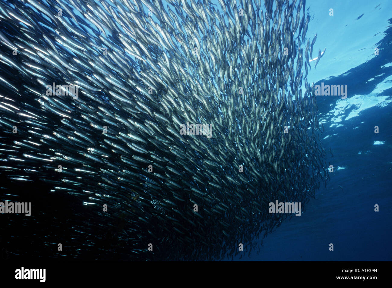 Northern anchovy feeding hires stock photography and images Alamy