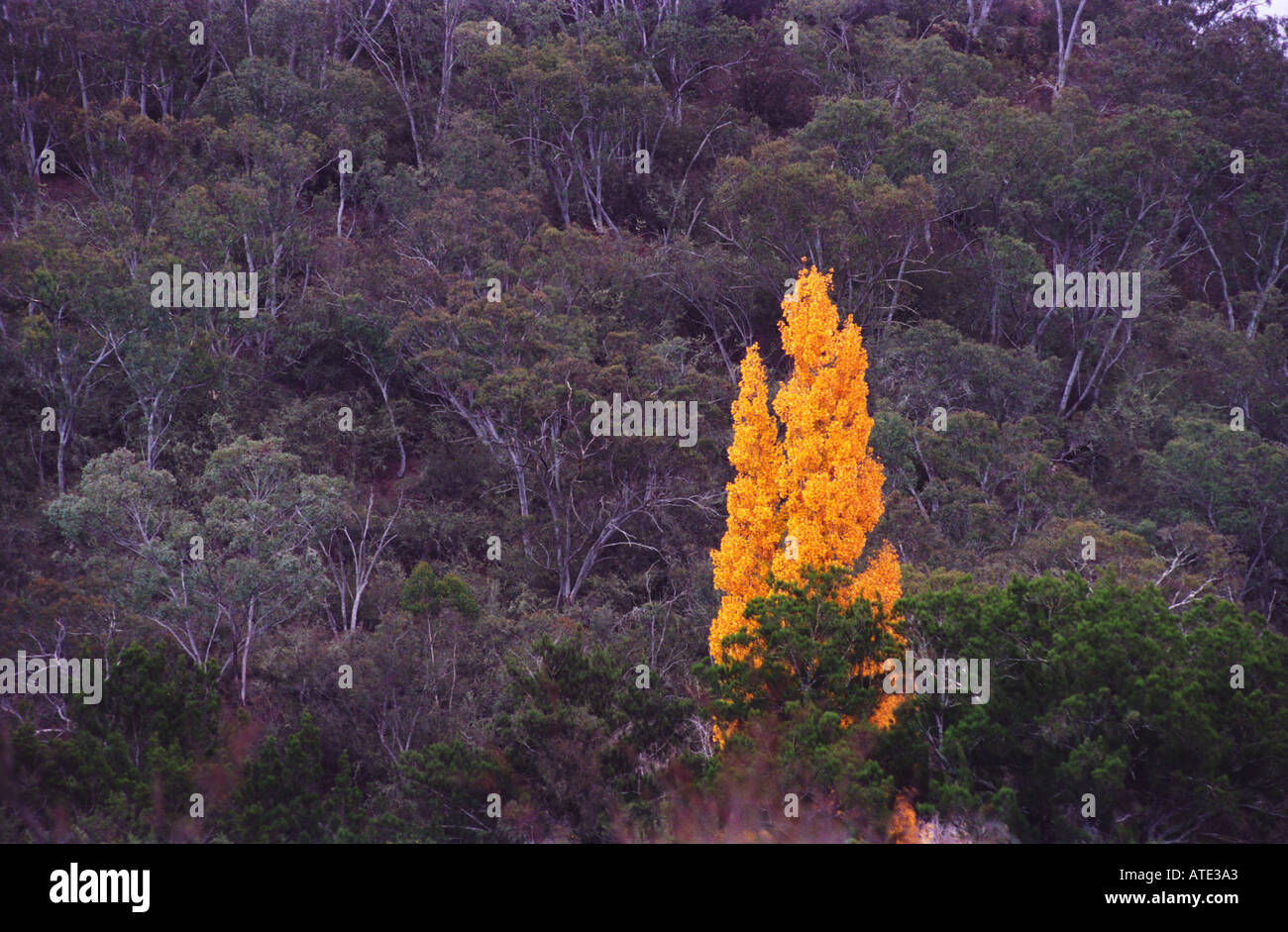 Populus Tremula tree in national forest Canberra Australia 3273 Stock Photo