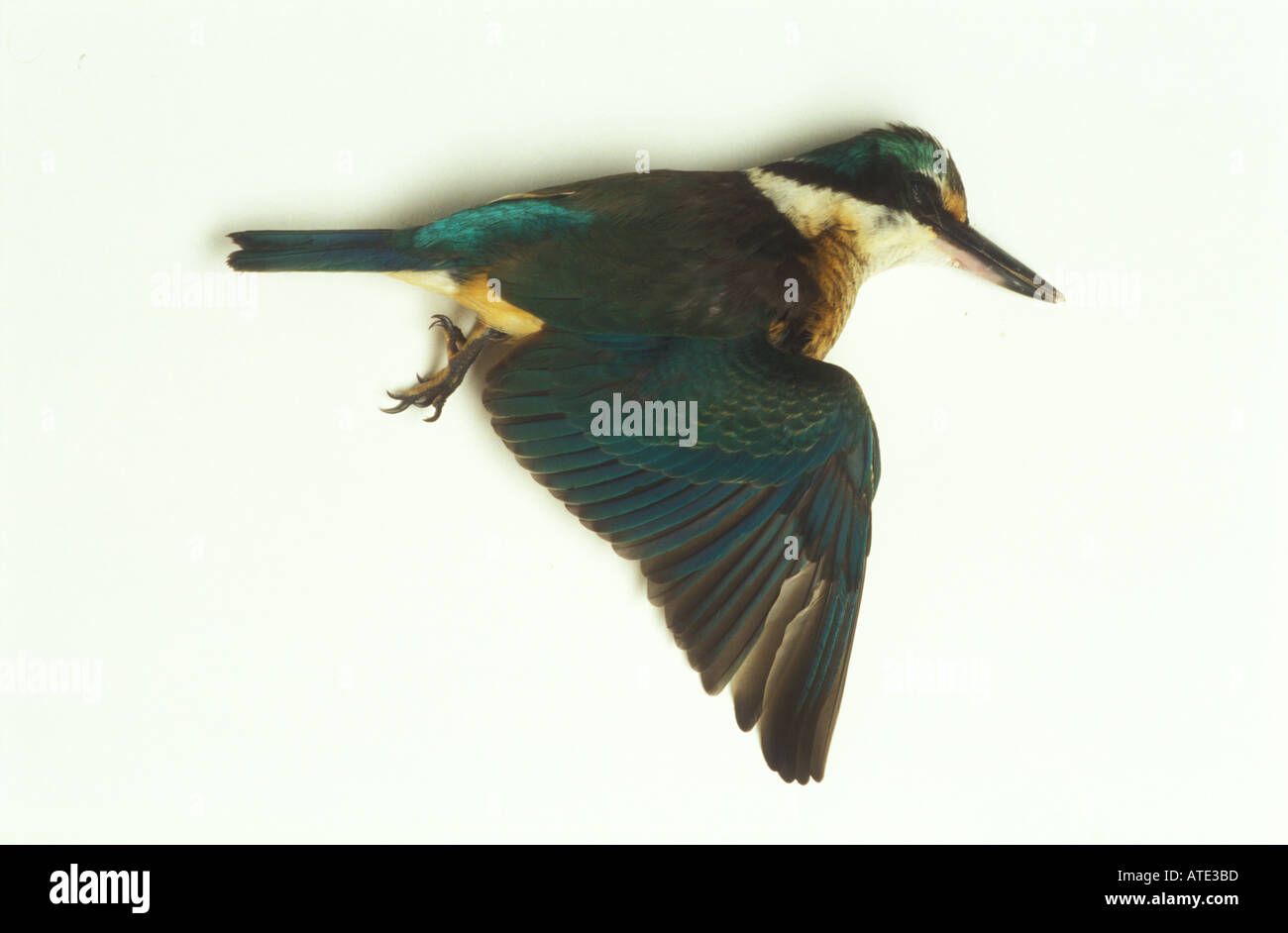 Blue Kingfisher dead from a broken neck after fiying into window 3300 ...