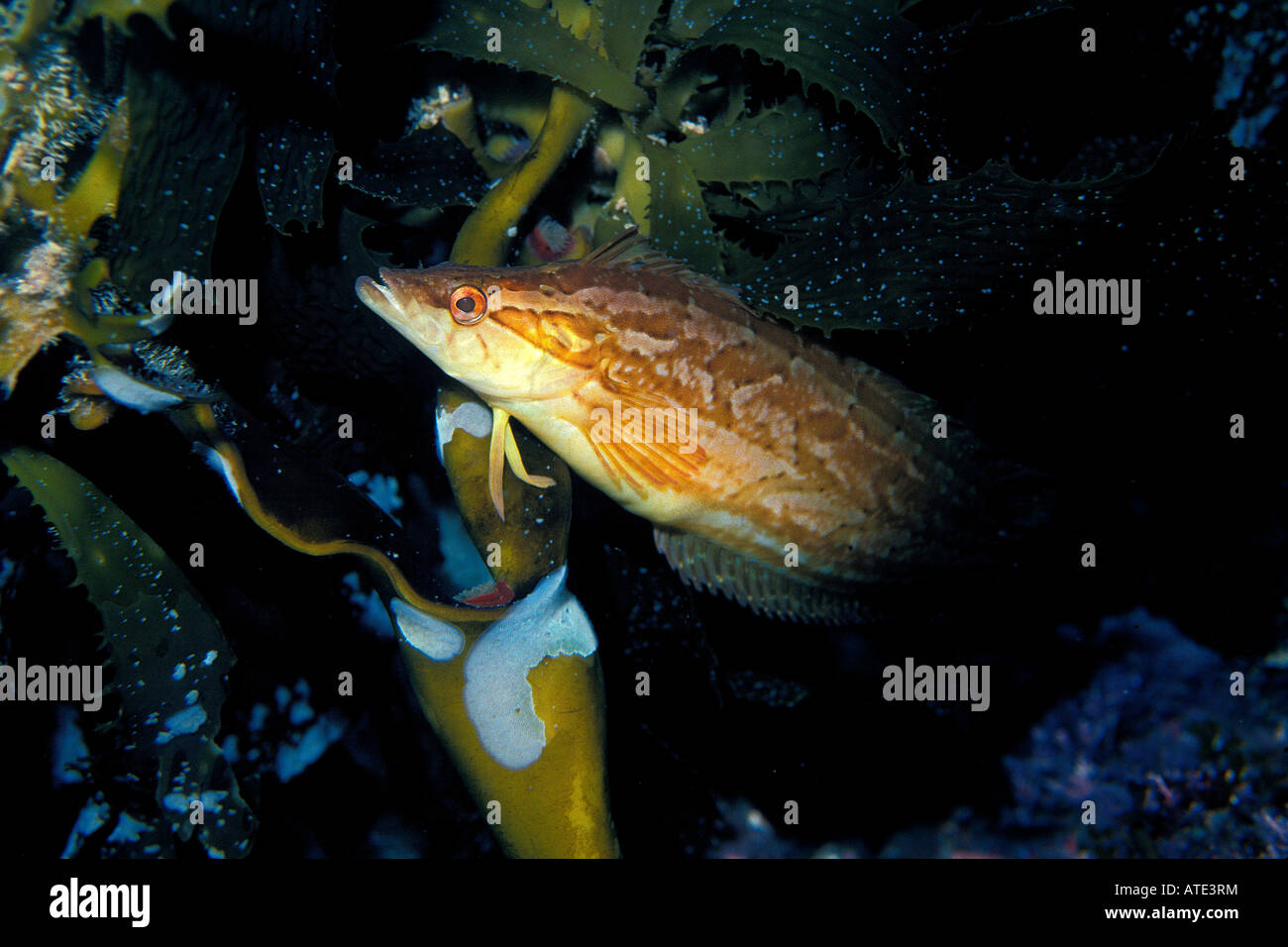 Giant kelpfish Heterostichus rostratus California Pacific Ocean Stock