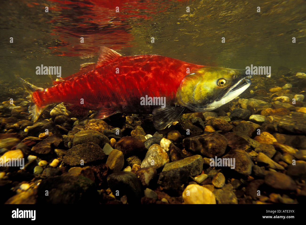 Sockeye or Red Salmon Oncorhynchus nerka Horsefly River British Columbia Stock Photo