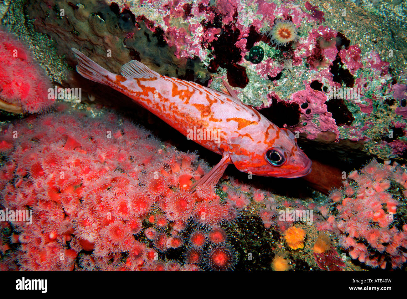 Canary rockfish Sebastes pinniger Stock Photo