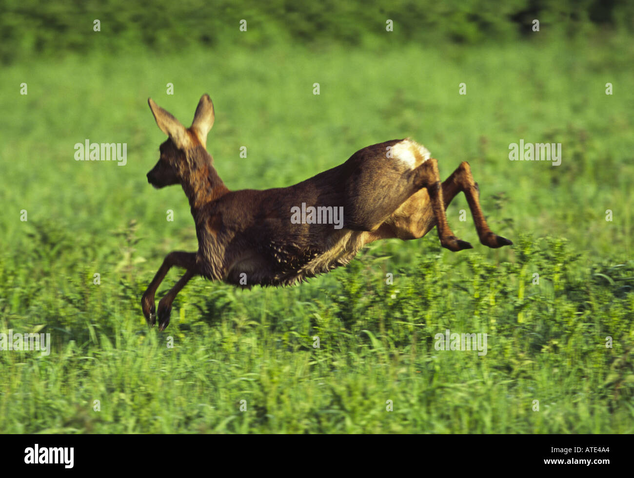 Roe deer doe spring hi-res stock photography and images - Alamy