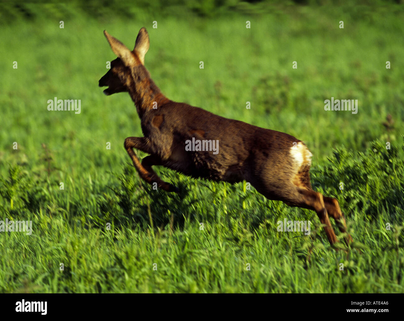 Roe deer doe spring hi-res stock photography and images - Alamy