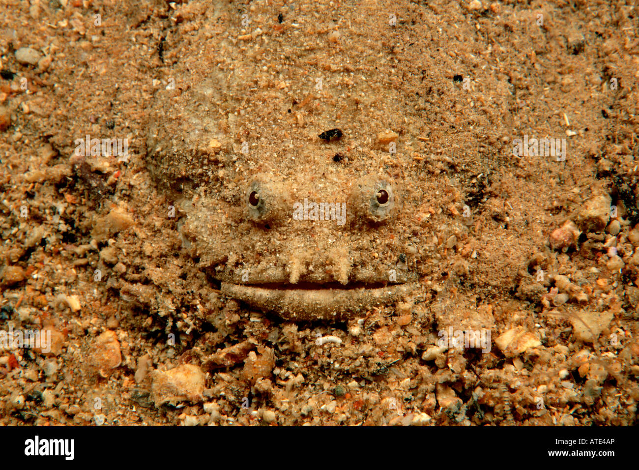 Toadfish Batrachoides surinamensis Caribbean Stock Photo Alamy