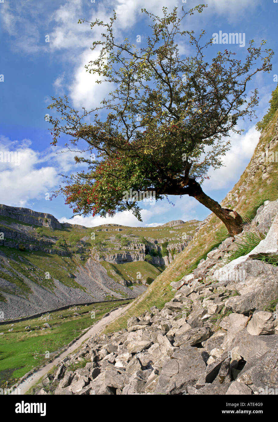 tree on 45 degree angle at Gordale scar Stock Photo - Alamy