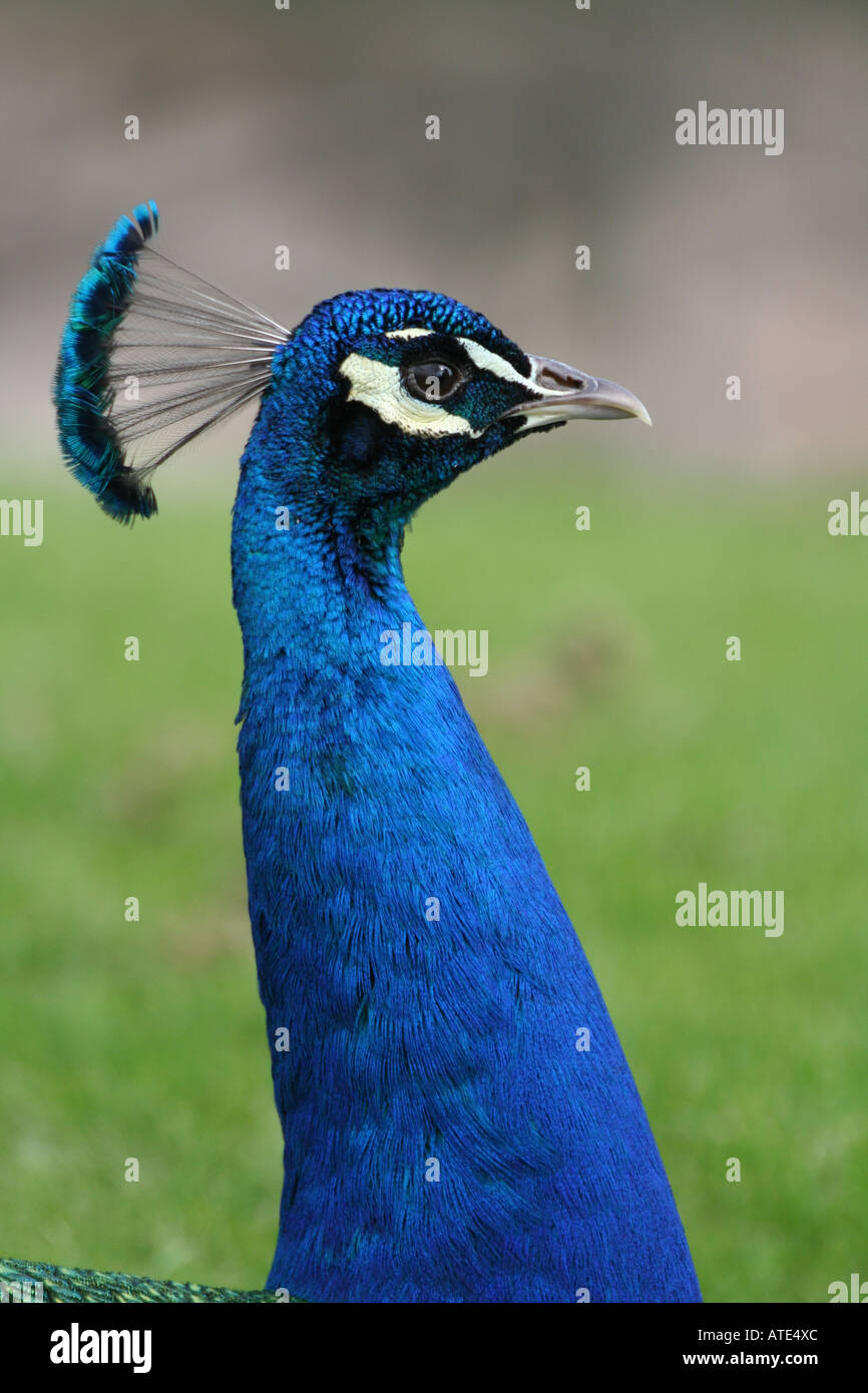 Male Peacock (Head and Neck) Stock Photo