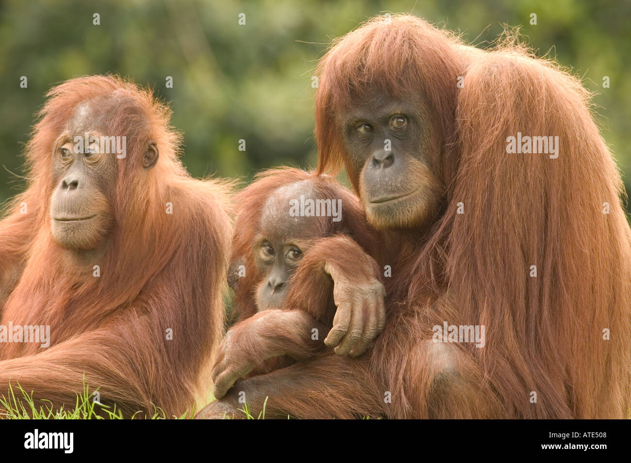 Three Wise Apes Pongo pygmaeus Stock Photo