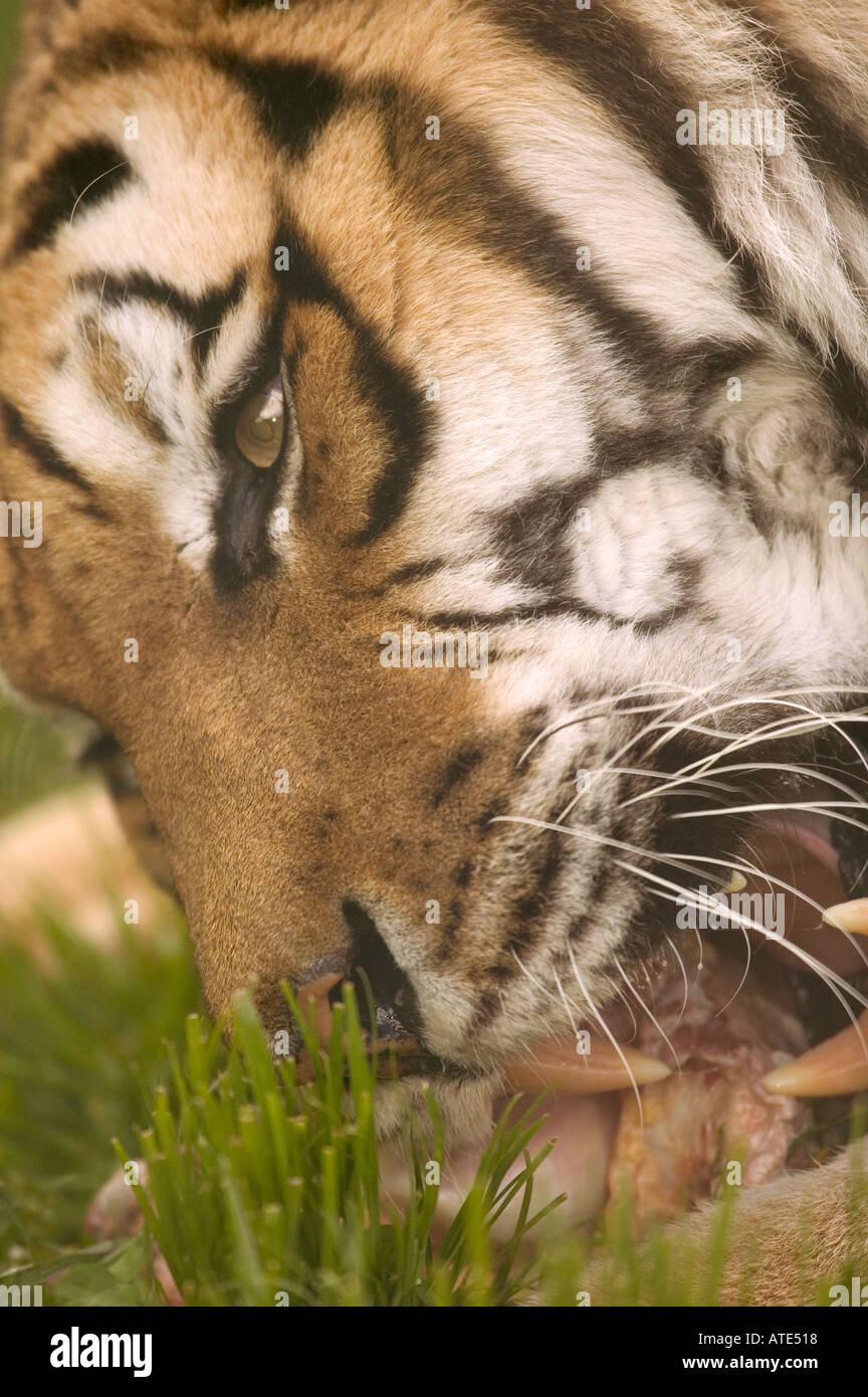 Bengal tiger food asia hi-res stock photography and images - Alamy