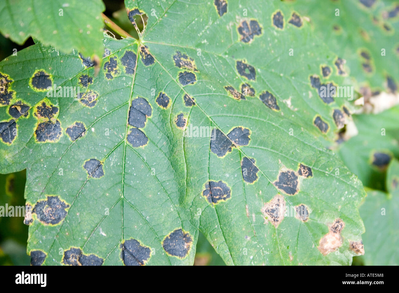 Sycamore leaf showing evidence of black spot infection Cardiff UK Stock