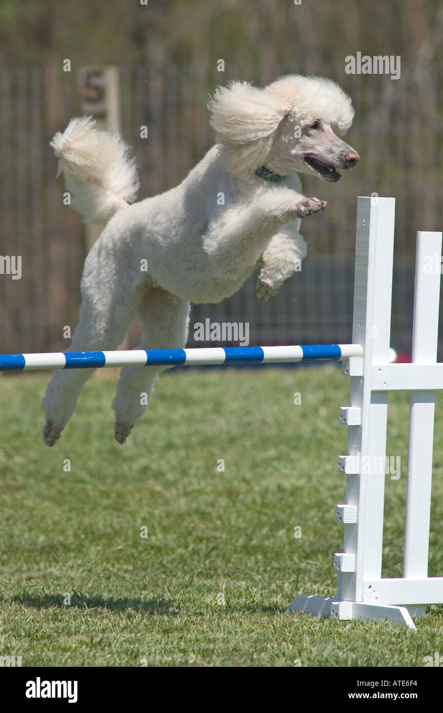 Standard Poodle jumping during an agility competition Stock Photo Alamy