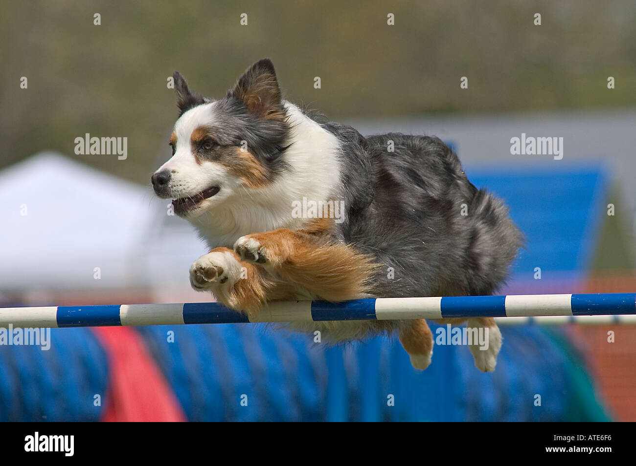 Australian Shepherd jumping in an agility competition Stock Photo Alamy