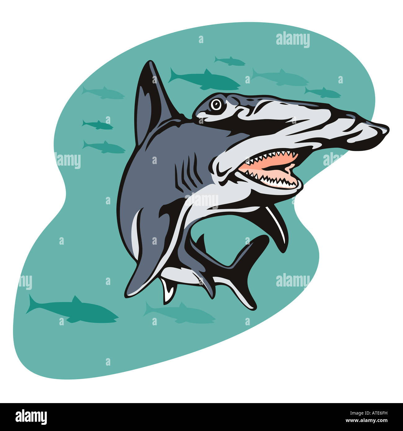 Hammerhead shark prowling for a prey Stock Photo Alamy