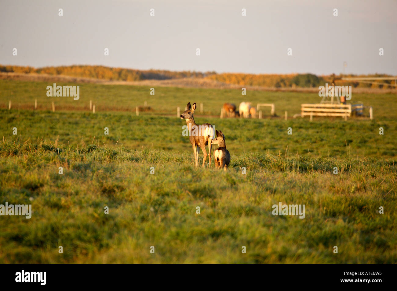 Mule Deer Doe And Fawn In A Hay Field In Scenic Saskatchewan - 