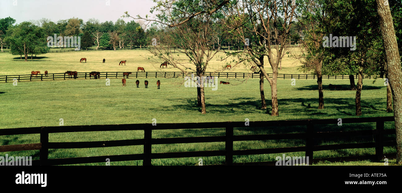 Blue Grass region of Kentucky is home to many horse farms raising thoroughbred racing horses Stock Photo