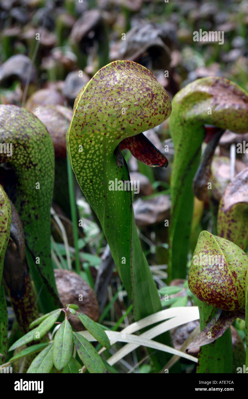 Cobra lily or pitcher plant also known as Darlingtonia californica