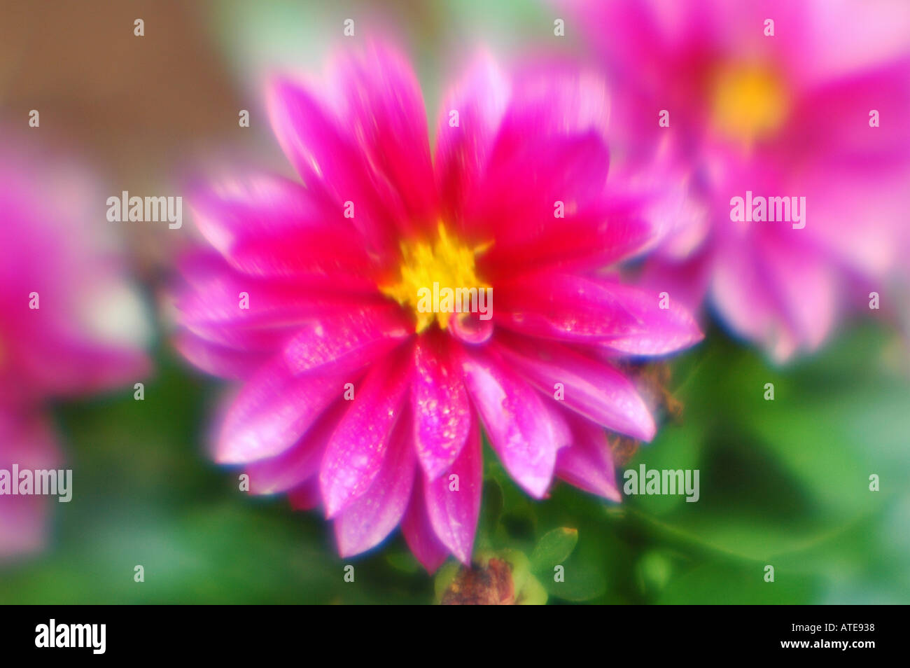 colorful flowers shallow depth of field Stock Photo