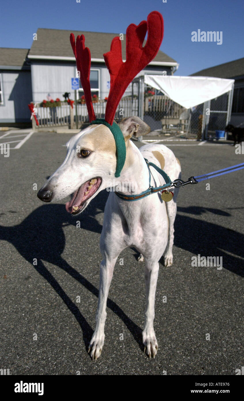 canine dog animal humor humour dogs wearing costume costumes antlers