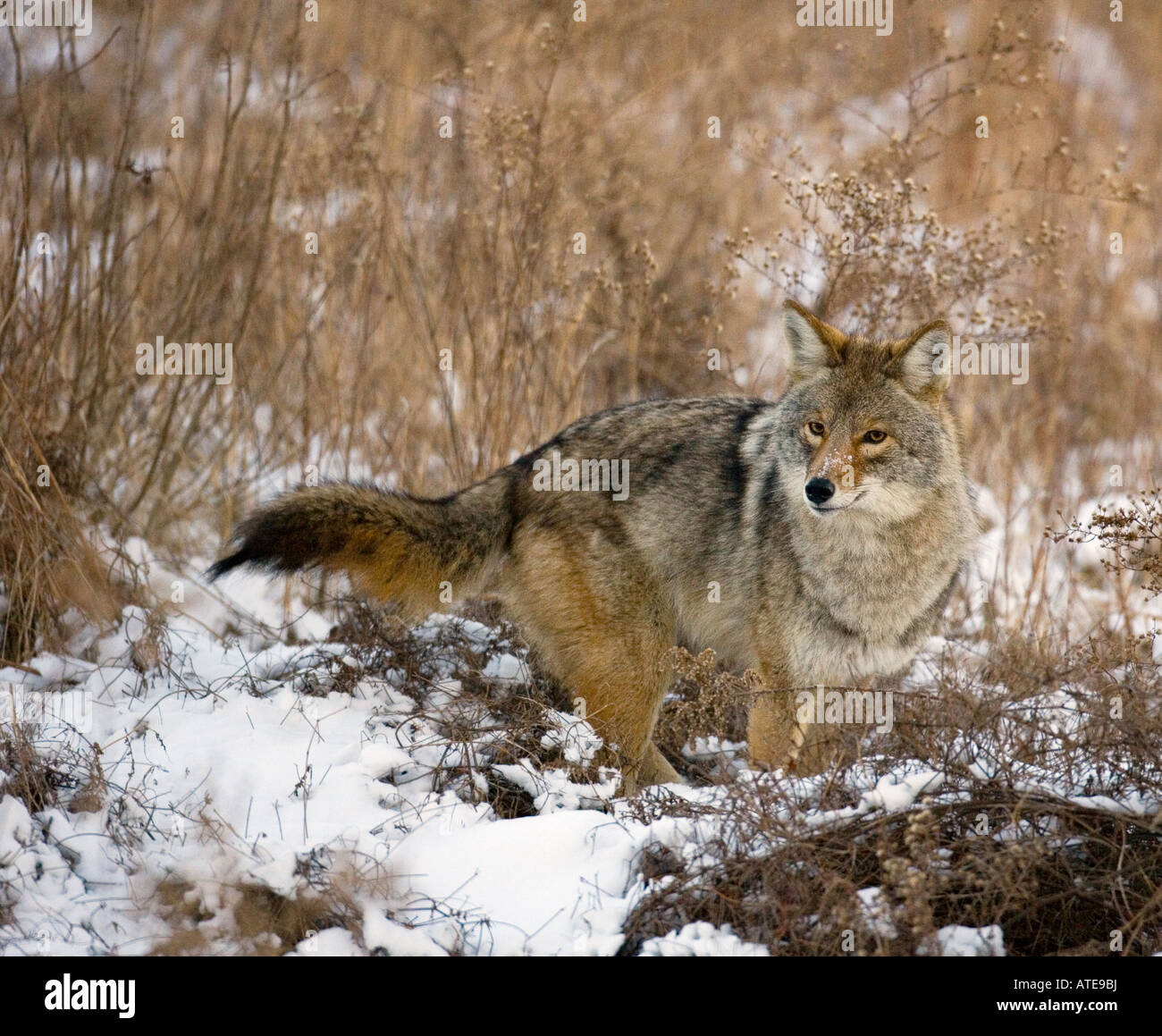 Coyote Stock Photo