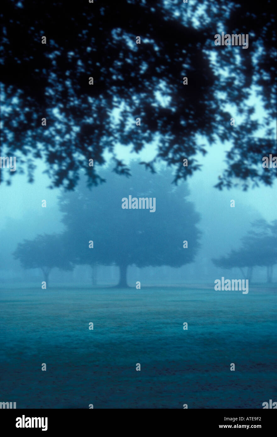 Fog field background hi-res stock photography and images - Alamy