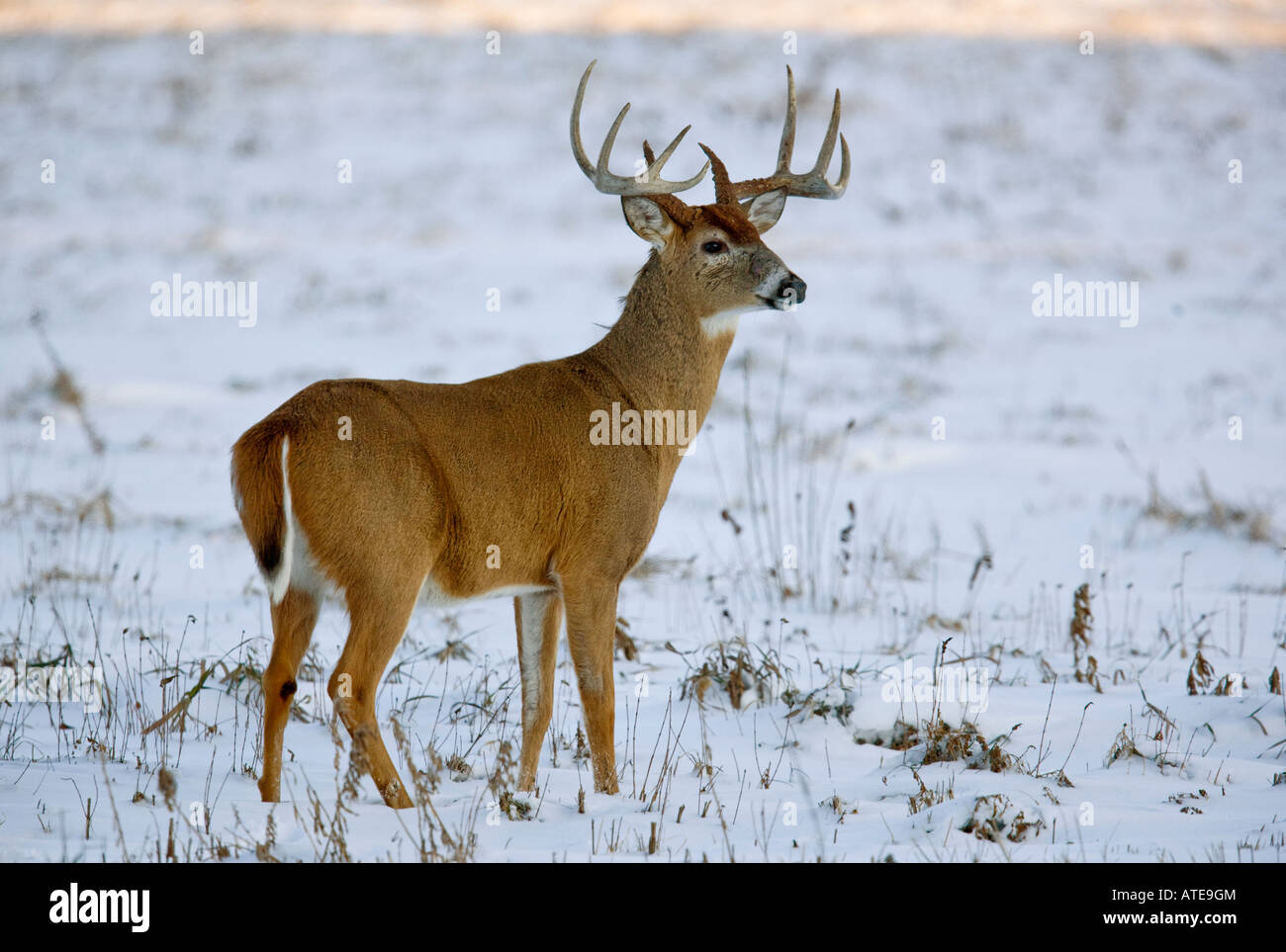 White Tailed Deer Stock Photo