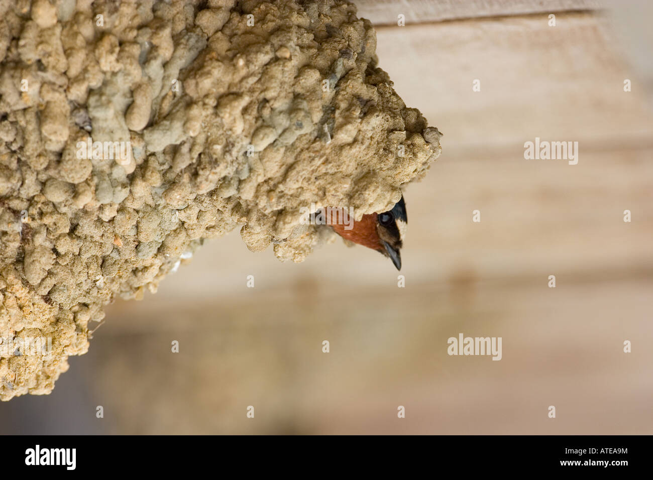 cliff swallow (Petrochelidon pyrrhonota) on the coast near santa cruz, california Stock Photo
