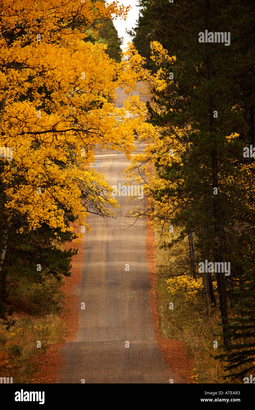 Autumn colors in Cypress Hills (Centre Block) Provincial Park in scenic