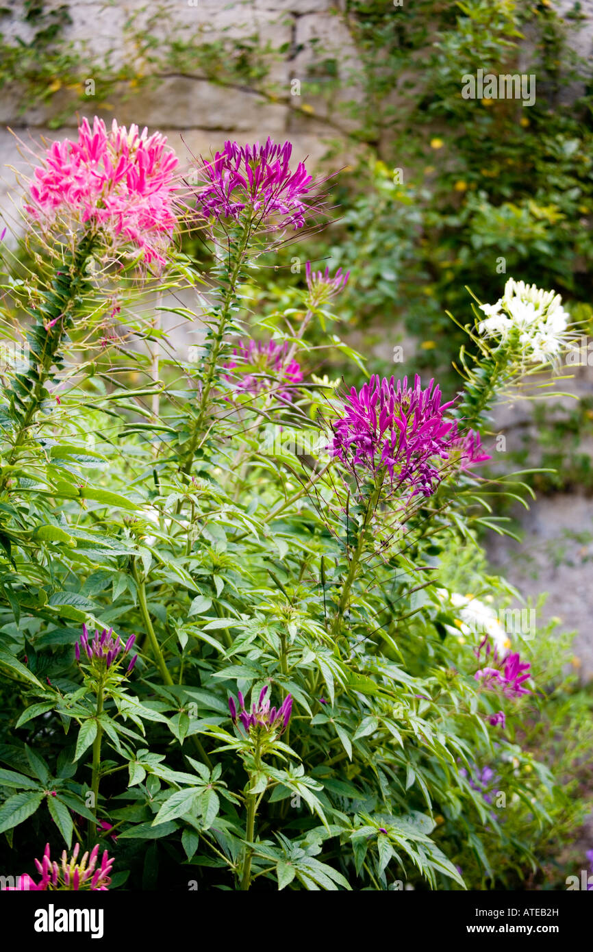 Pink Purple And White Cleome Or Spider Flower Stock Photo Alamy