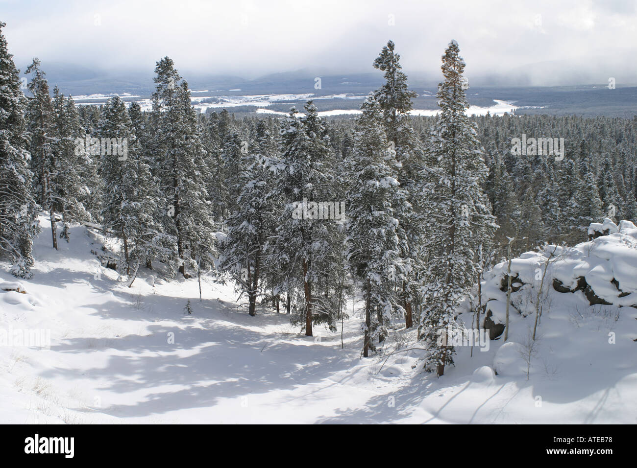 Snow Tree Shadows Stock Photo - Alamy