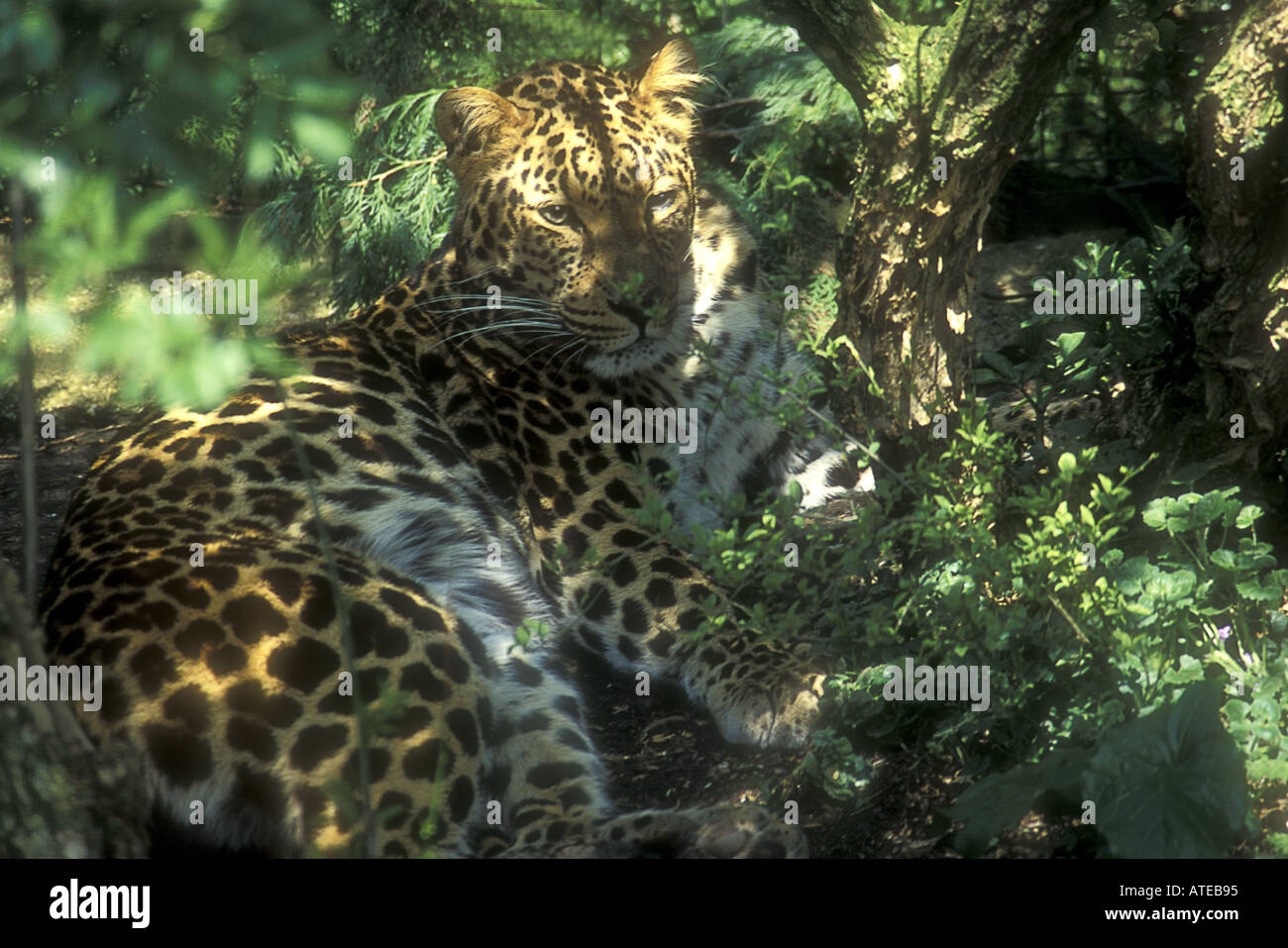 Leopard pattern hi-res stock photography and images - Alamy