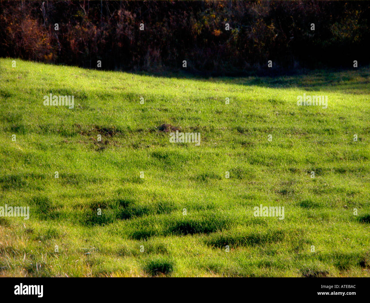 Luscious green grass hi-res stock photography and images - Alamy
