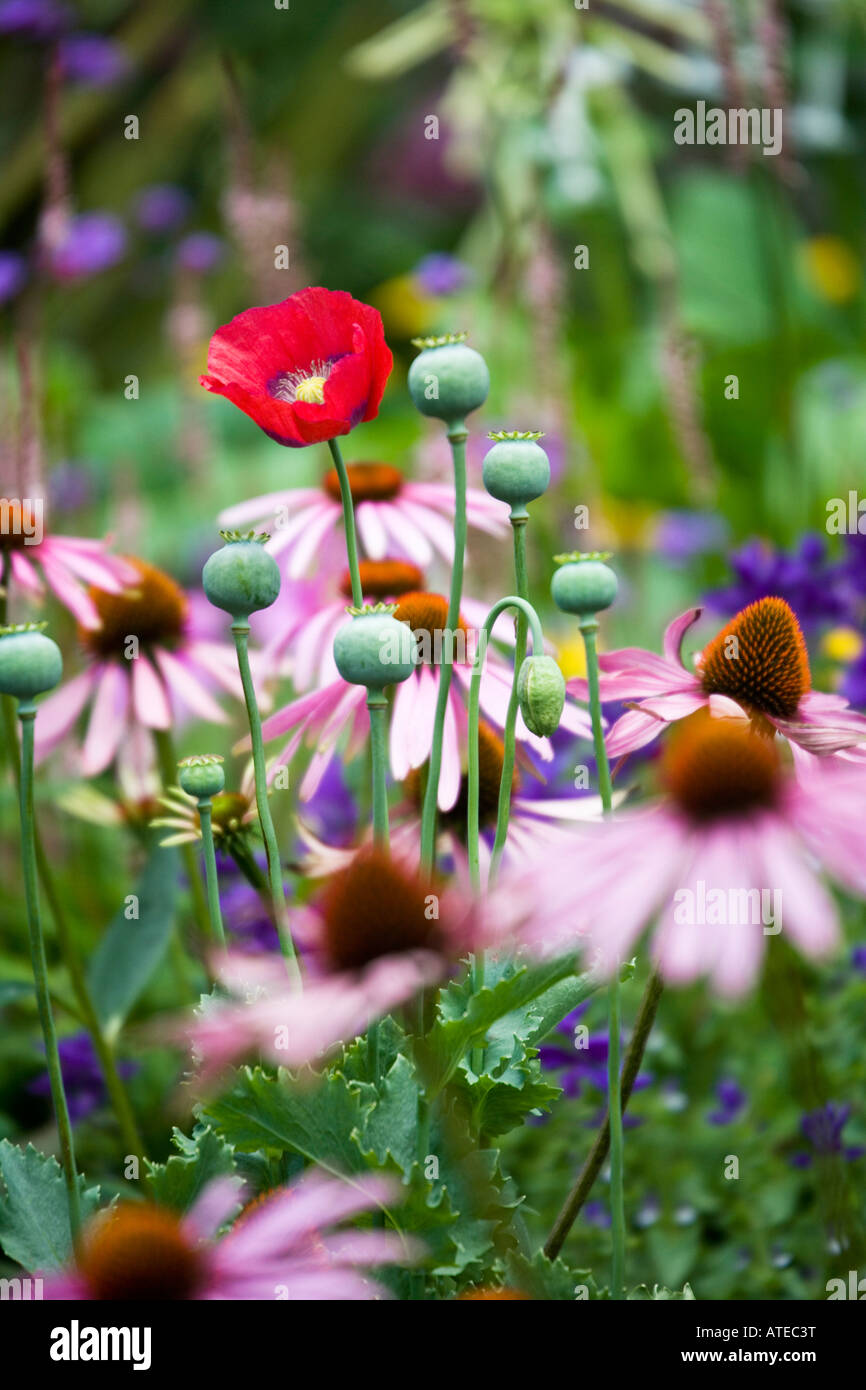 Echinacea or coneflower growing in a mixed border taken in August Stock Photo