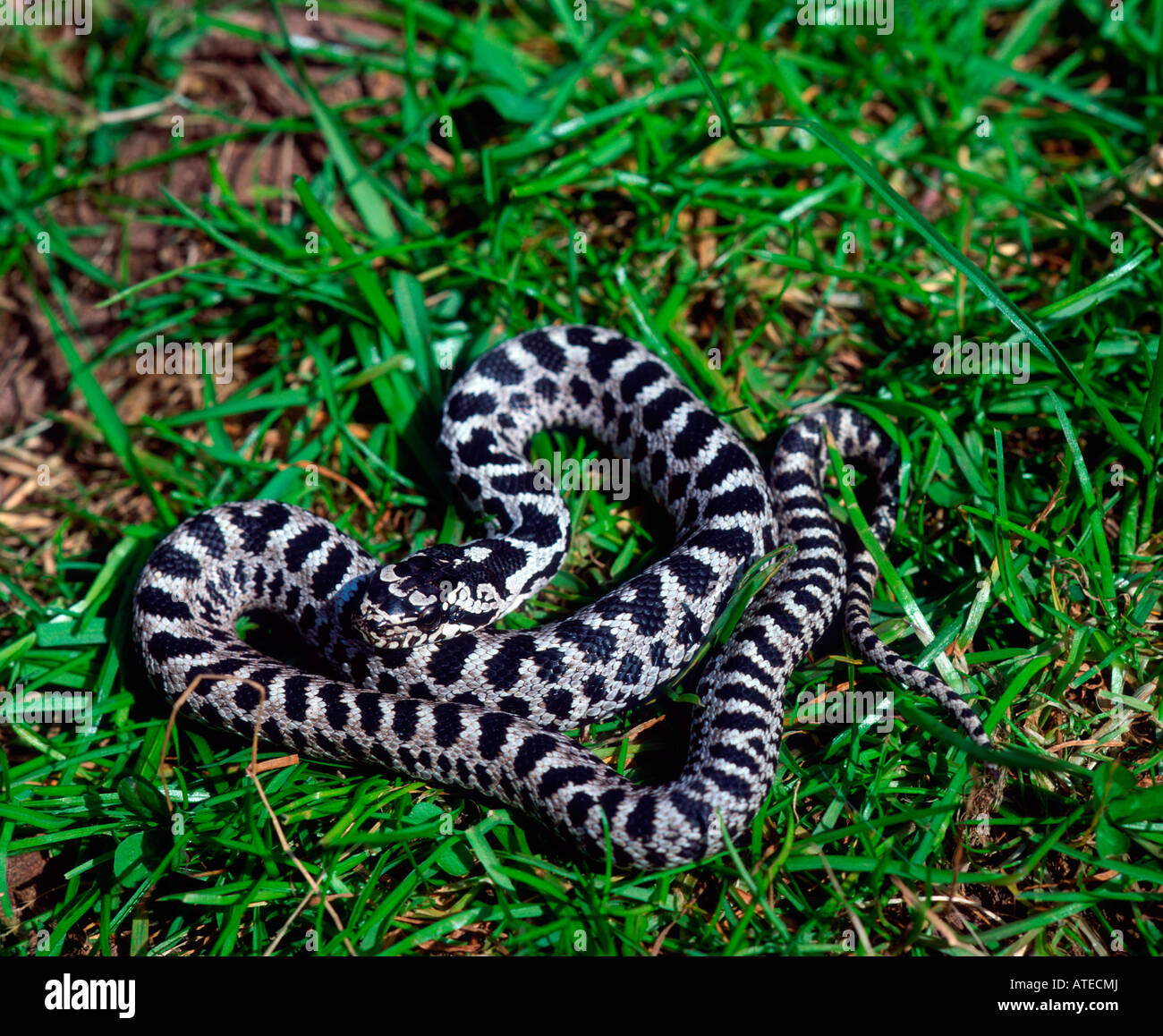Four-lined Snake, Four-lined Ratsnake Stock Photo