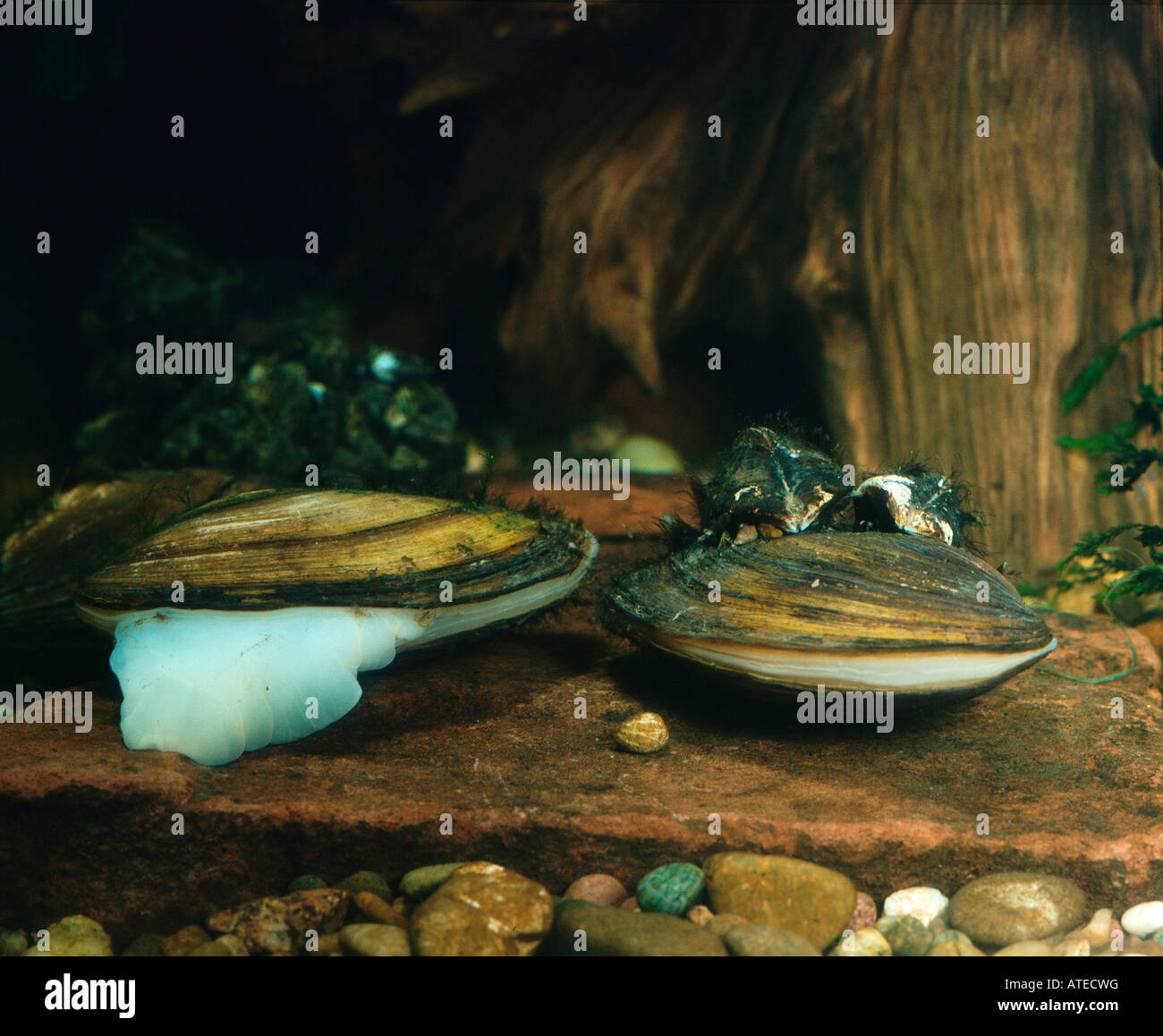 swan-mussel-stock-photo-alamy