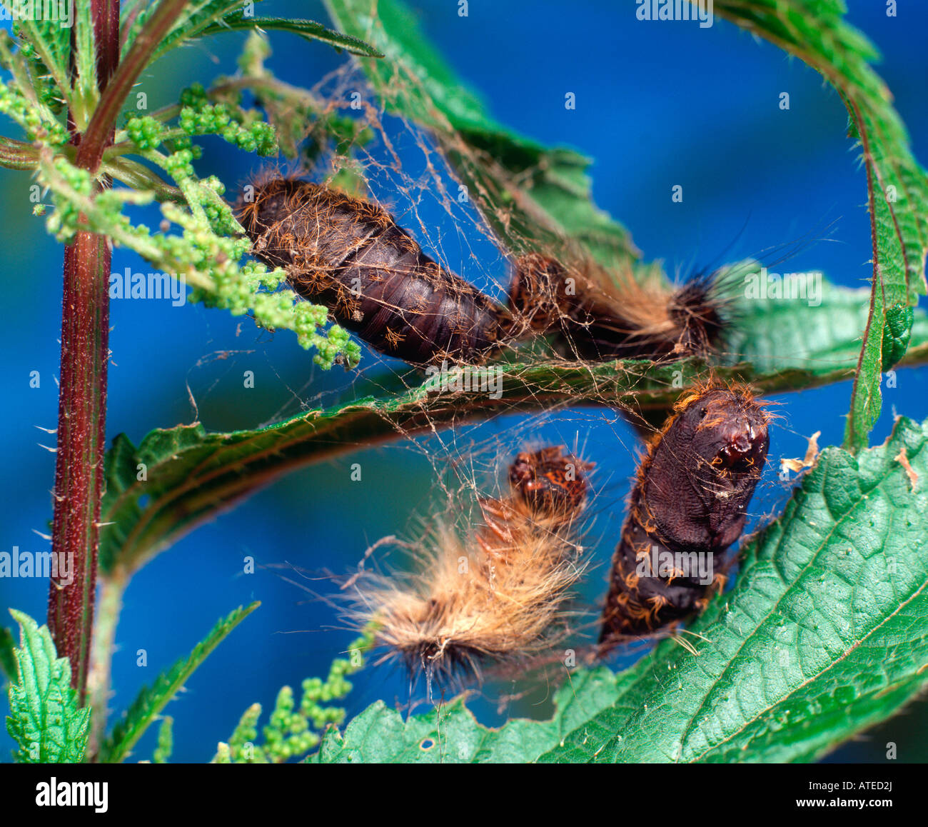 The gypsy moth hi-res stock photography and images - Alamy
