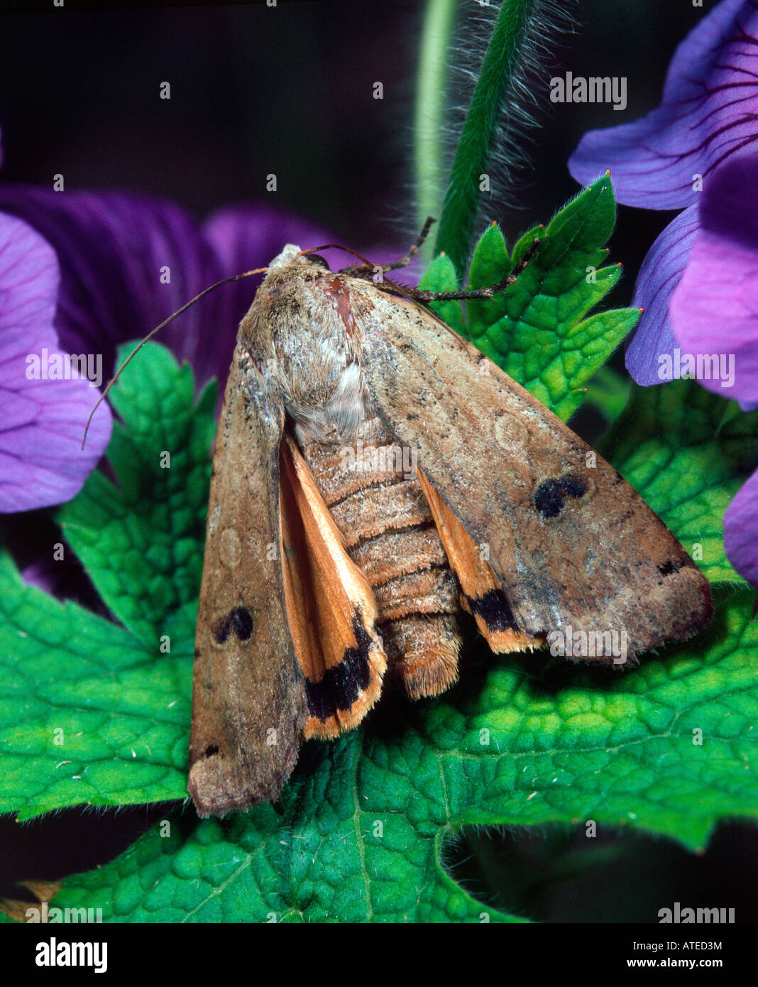Large Yellow Underwing Stock Photo - Alamy