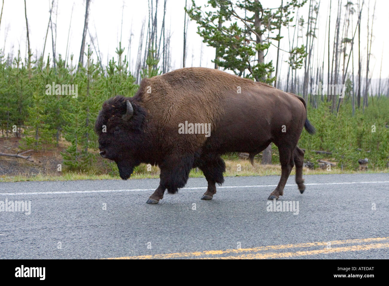 A bison takes a stroll in Yellowstone National Park, Wyoming Stock Photo