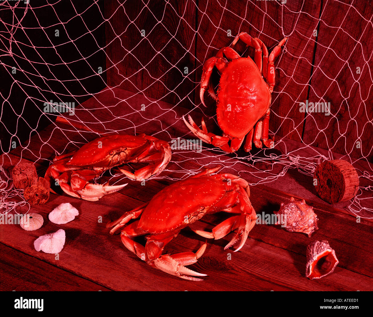 Dungeness crabs are a Pacific Ocean delicacy which color red after
