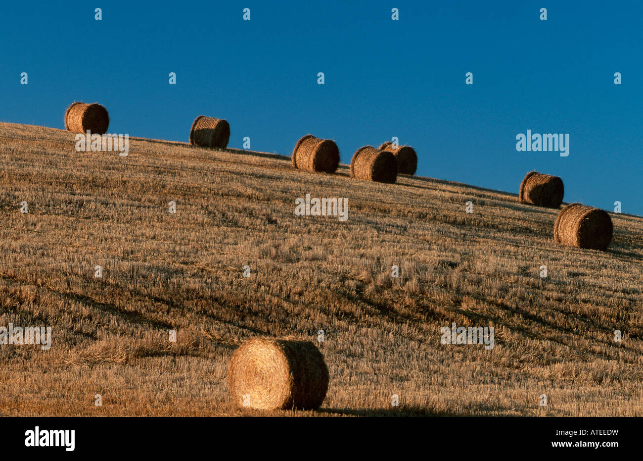 Bales of Straw Near Me for Gardening and Beyond