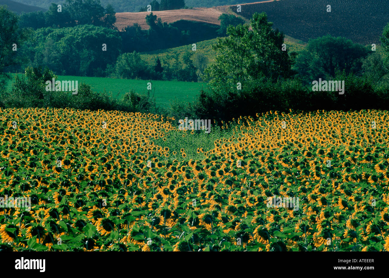 Sunflower field in tuscany hi-res stock photography and images - Alamy