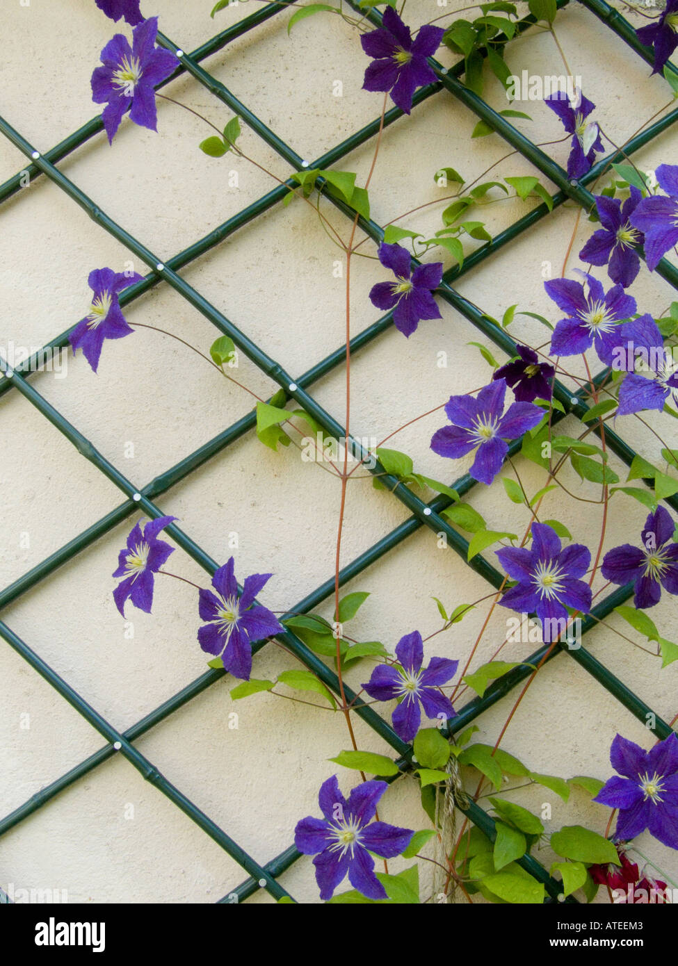 Clematis Wisley growing up trellis on wall Stock Photo Alamy