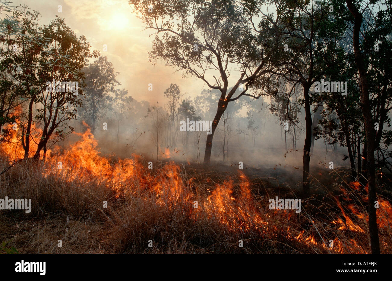 Bushfire / Buschfeuer Stock Photo