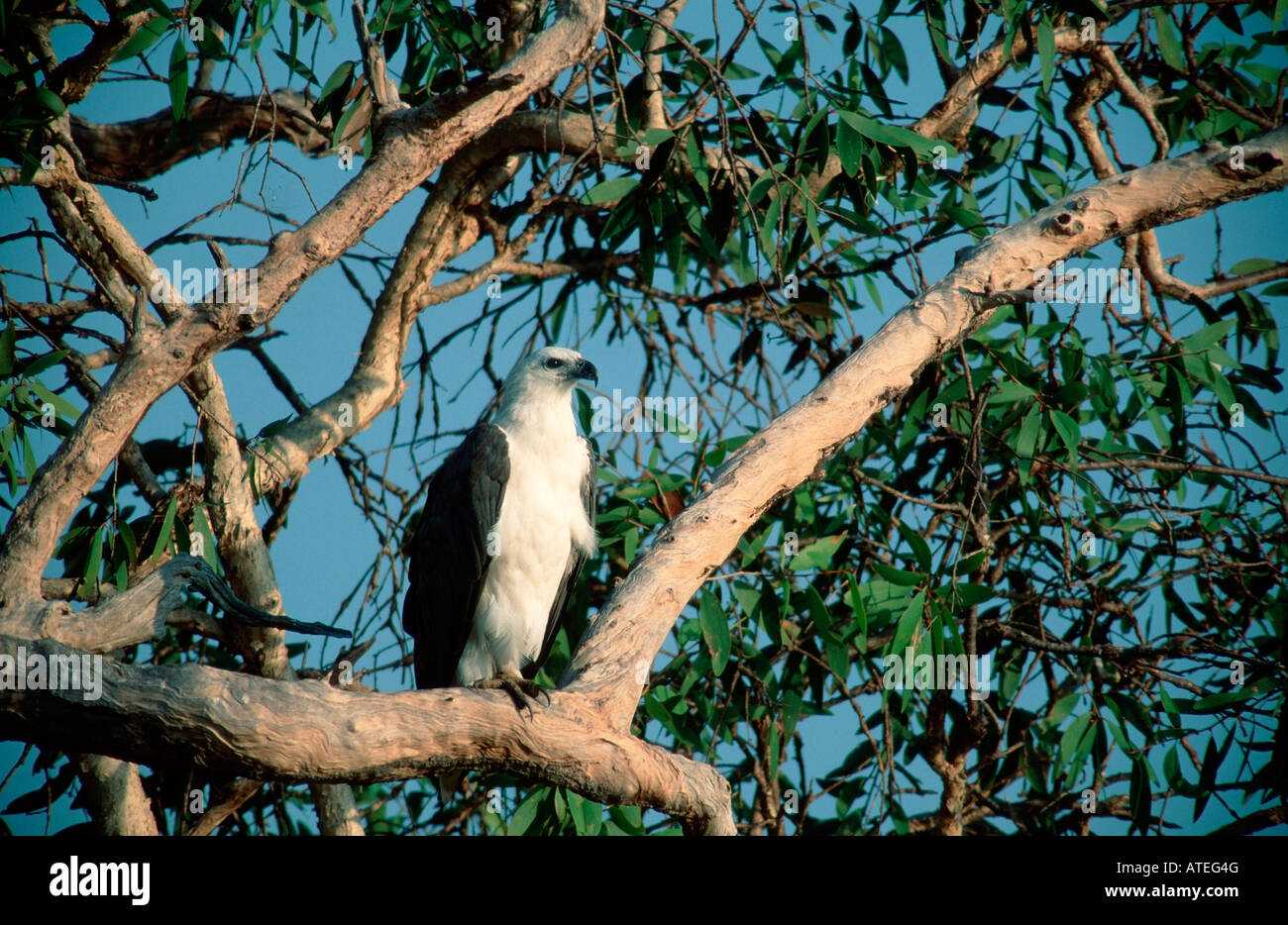 White bellied sea eagles australia hi-res stock photography and images ...