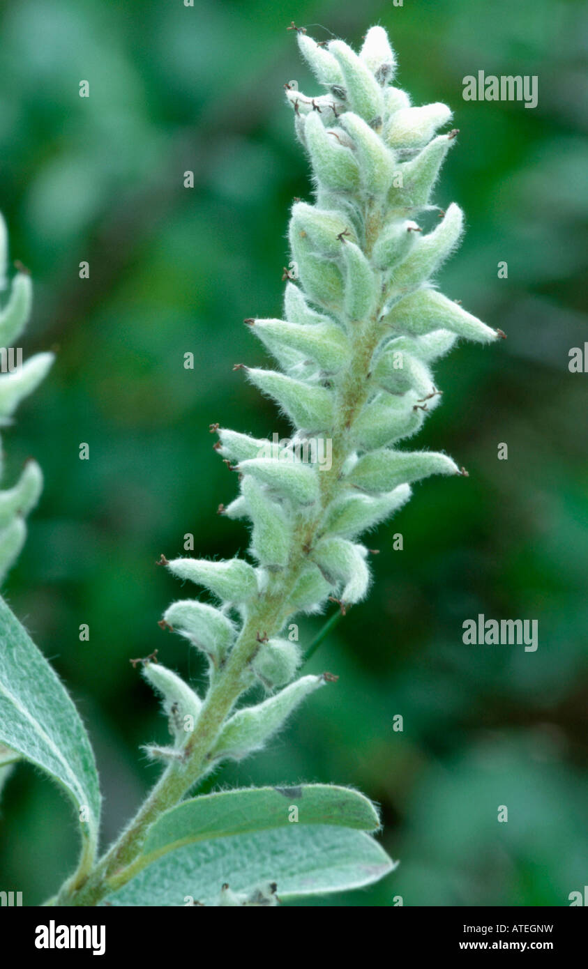 Creeping Willow Stock Photo Alamy