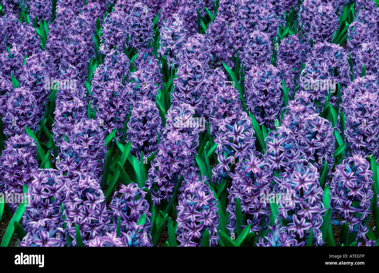 Hyacinth / Hyazinthe Stock Photo