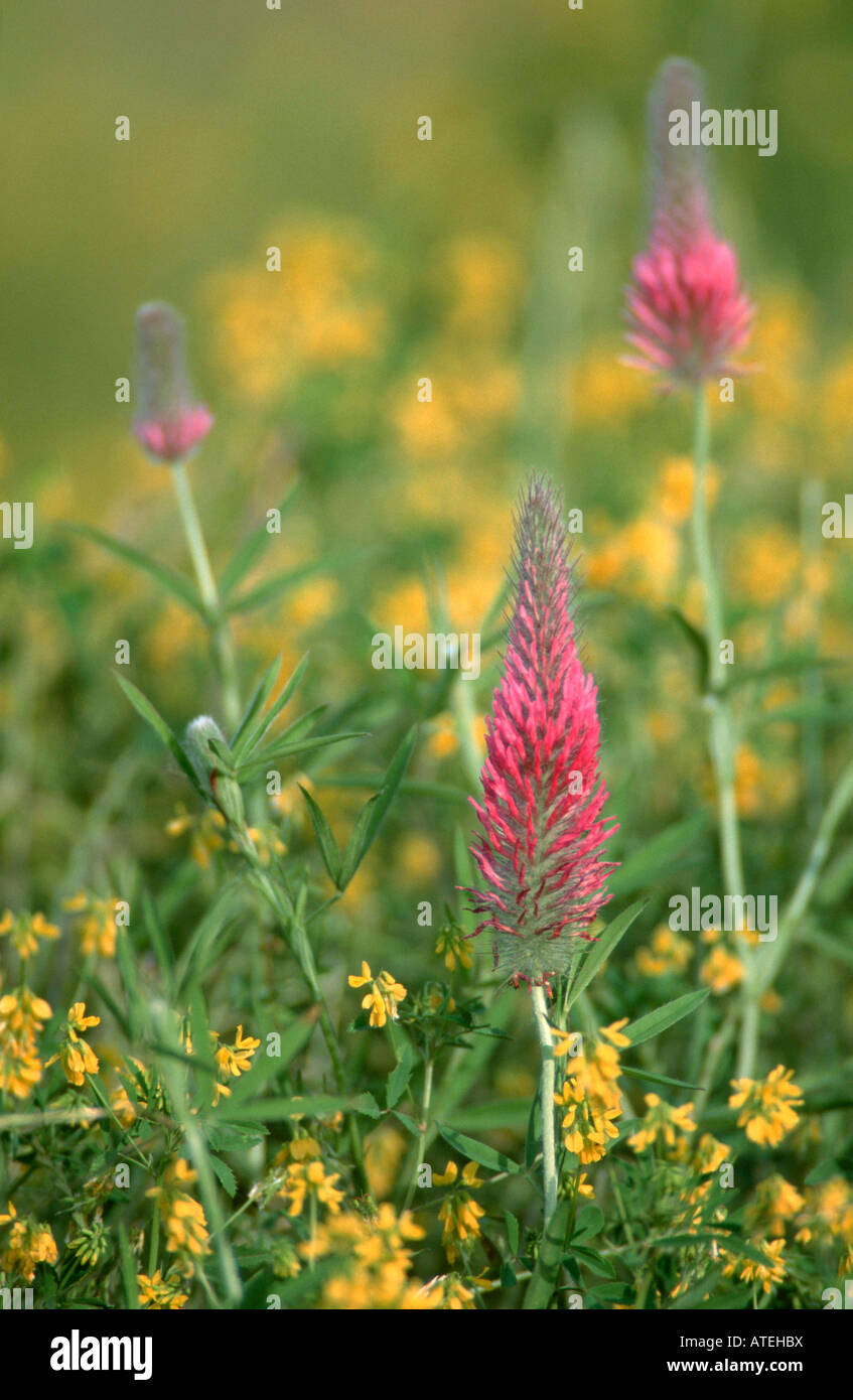 red trefoil